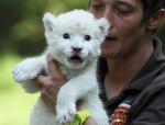 Lion Cubs and Tigers Cubs For Sale 